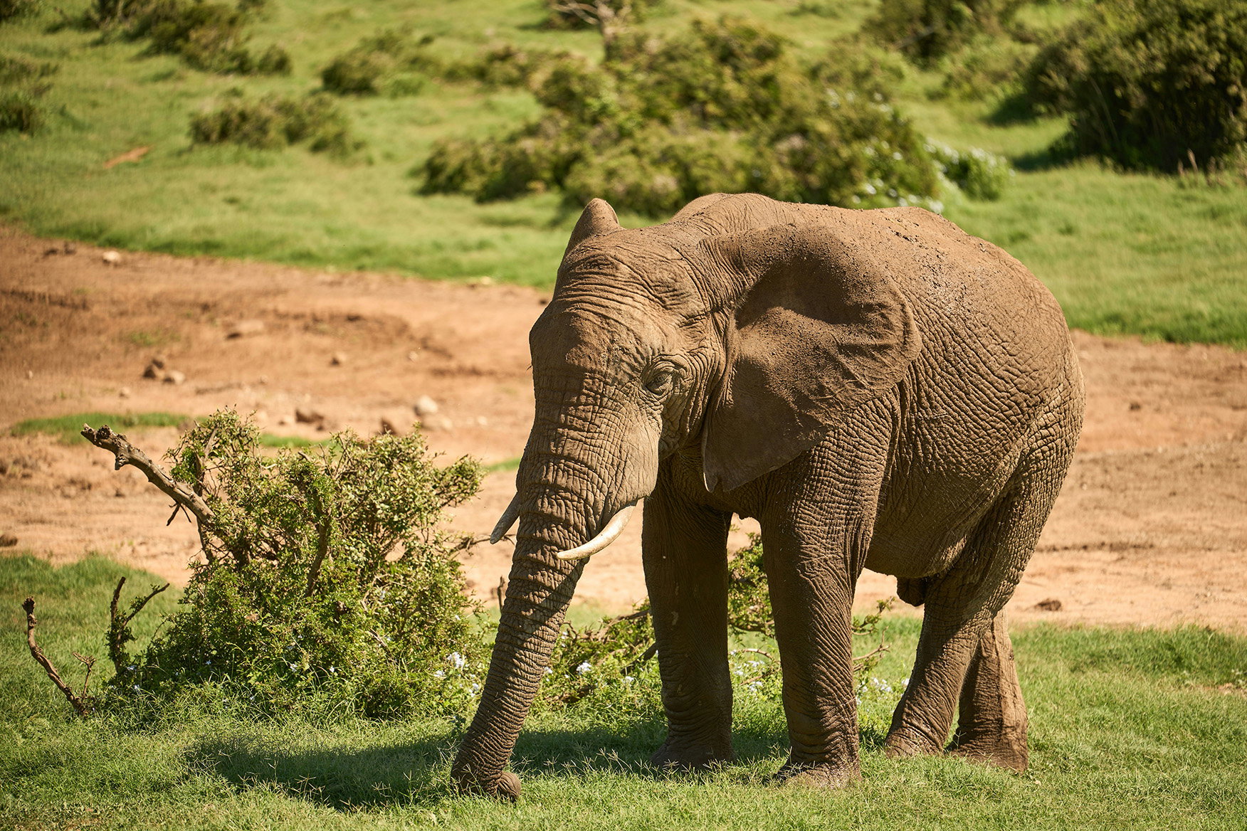 Elephant in a savannah