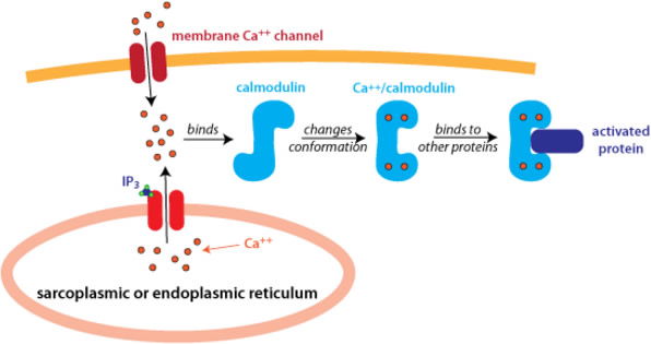 Two Means by Which Ca2+ Can Enter a Cell