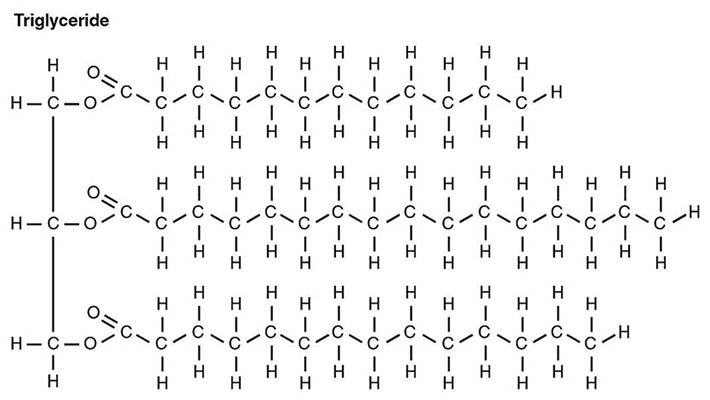 Triglyceride