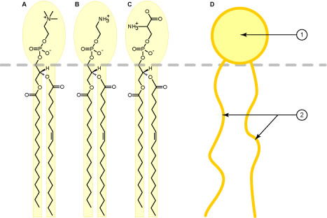 Phospholipid