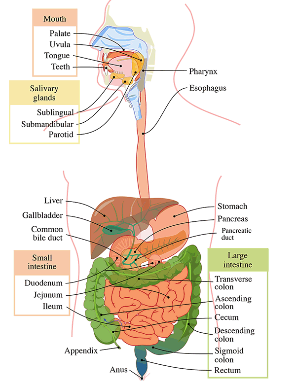 Digestive System