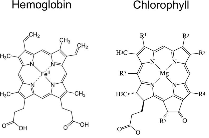 Comparison Between the Heme Groups of Chlorophyll and Hemoglobin