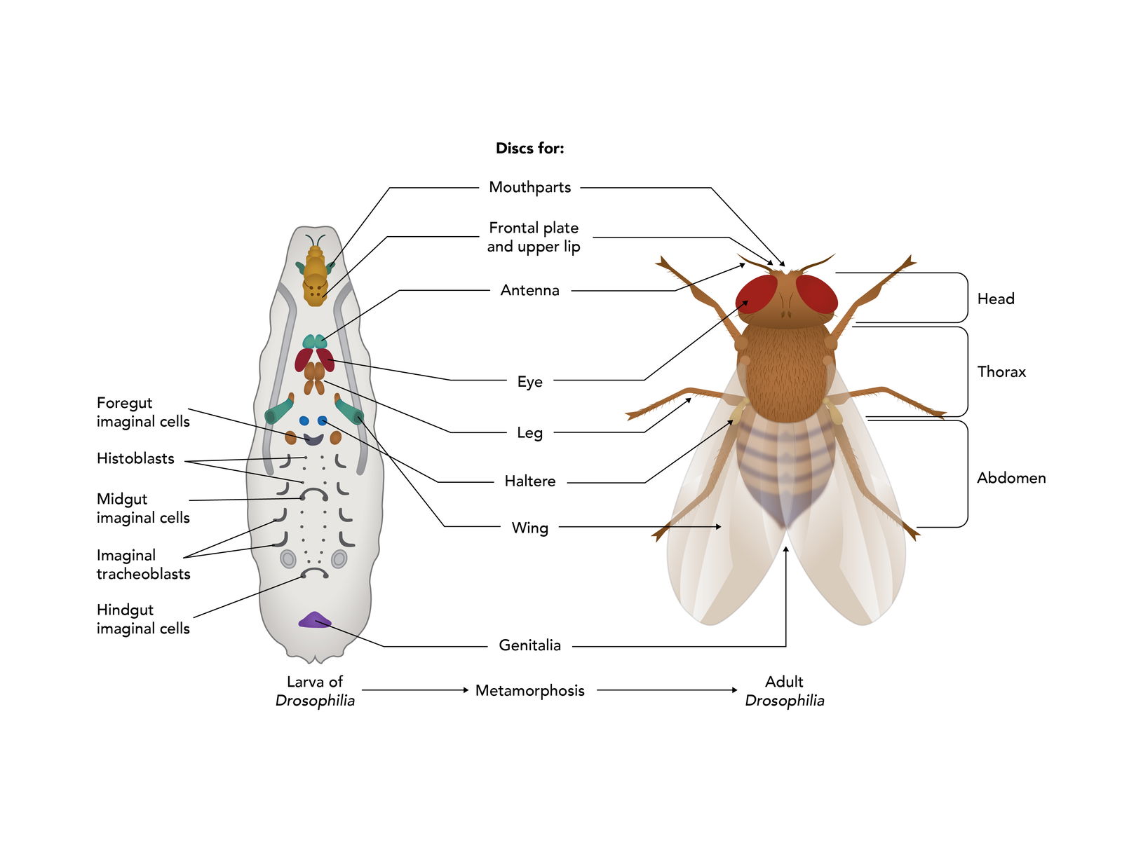 Early Development Of The Fruit Fly As Evidence Of Design Answers In