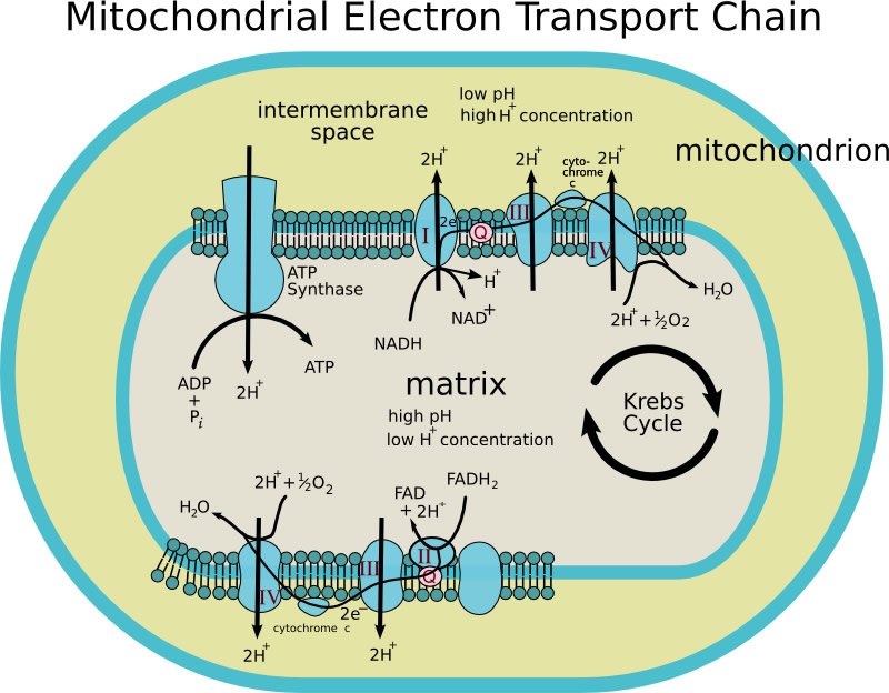 Mitochondrial Electron Transport Chain