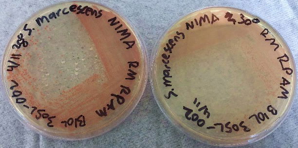 The NIMA strain of S. marcescens on TSA at 28–30°C.