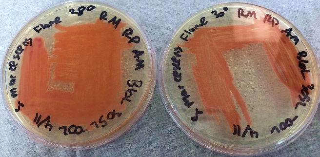 The Flame strain of S. marcescens on TSA at 28–37°C.
