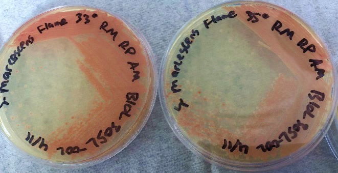 The Flame strain of S. marcescens on TSA at 28–37°C.