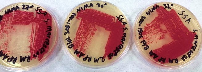 The NIMA strain of S. marcescens on SSA at 27–40°C