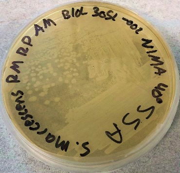 The NIMA strain of S. marcescens on SSA at 27–40°C