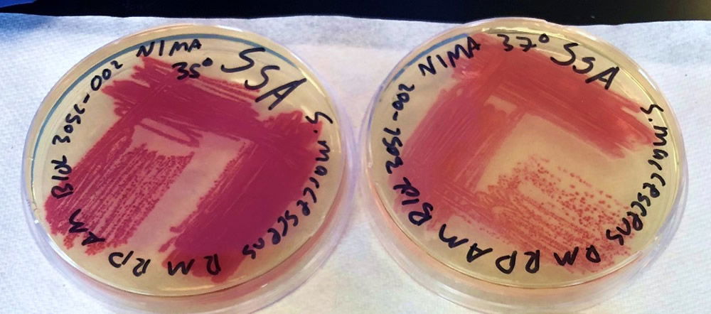 The NIMA strain of S. marcescens on SSA at 27–40°C