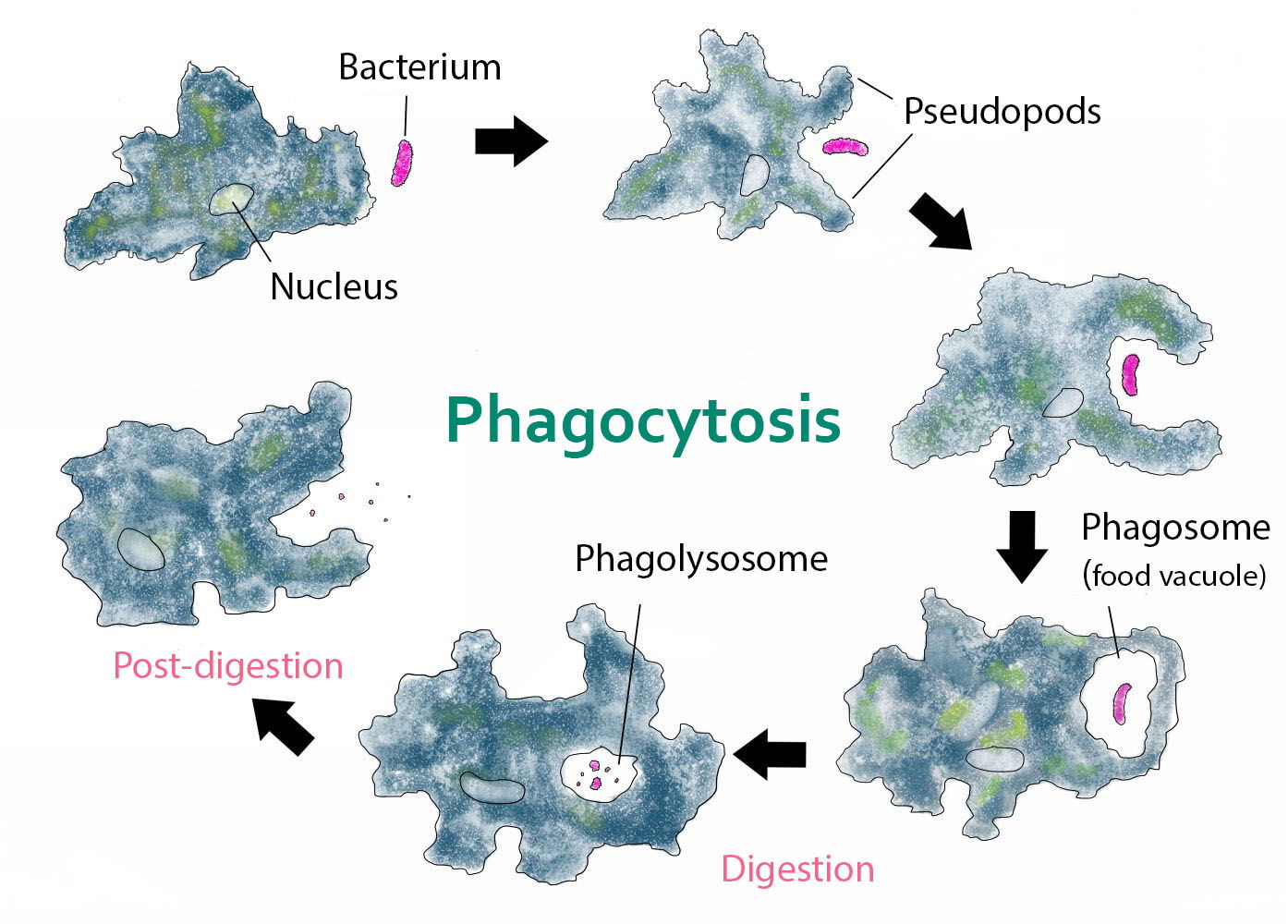 the-genesis-of-the-brain-eating-amoeba-answers-in-genesis