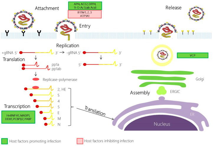 The Genesis Of SARS CoV 2 Virus And The Origin Of The COVID 19 Pandemic   Figure4 