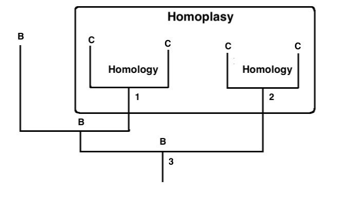 Homology and Homoplasy