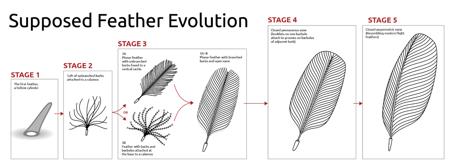 Evolution of Feathers