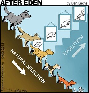 natural selection and evolution comic