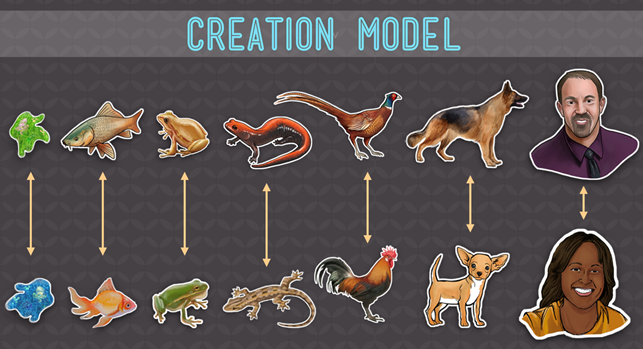 creation model chart