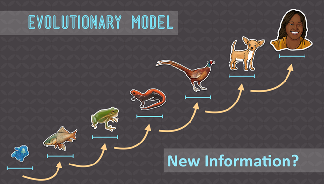 evoltionary model chart