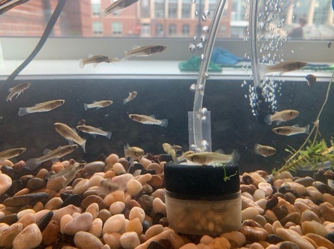 Mosquitofish in tank