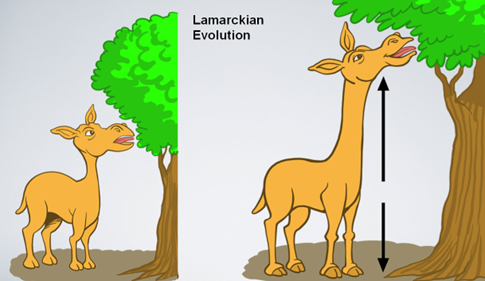 Lamarckian evolution illustration