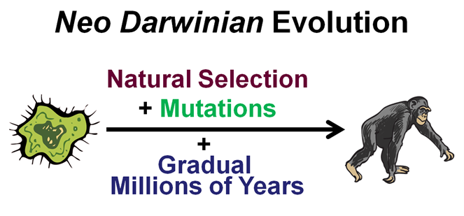 neo darwinian evolution chart