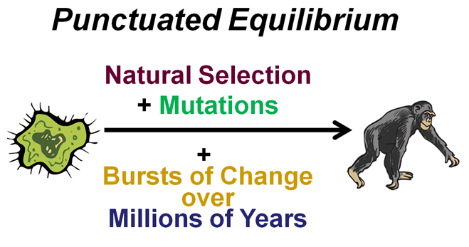 punctuated equilibrium chart