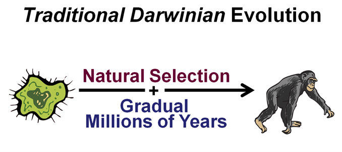 traditional darwinian evolution chart