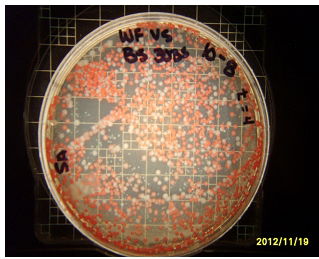 Phenotypic variation in Serratia marcescens