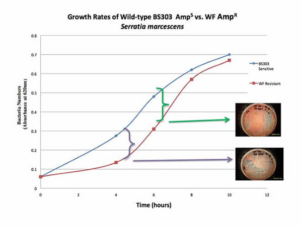 Comparisons of WF<sup>R</sup> (white, ampicillin-resistant) vs. BS 303 (red, wild-type).