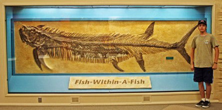 Fish Fossil