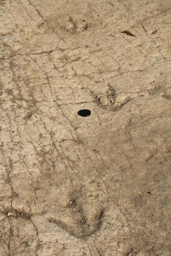 Fossilized dinosaur footprints