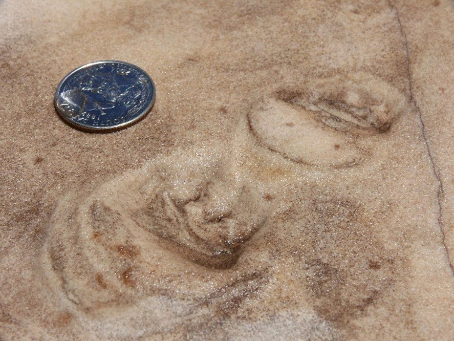 Fossilized amphibian or reptile footprints