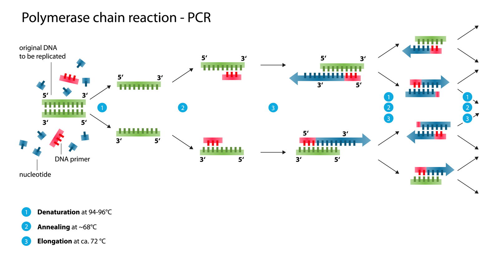 Polymerase chain reaction illustration