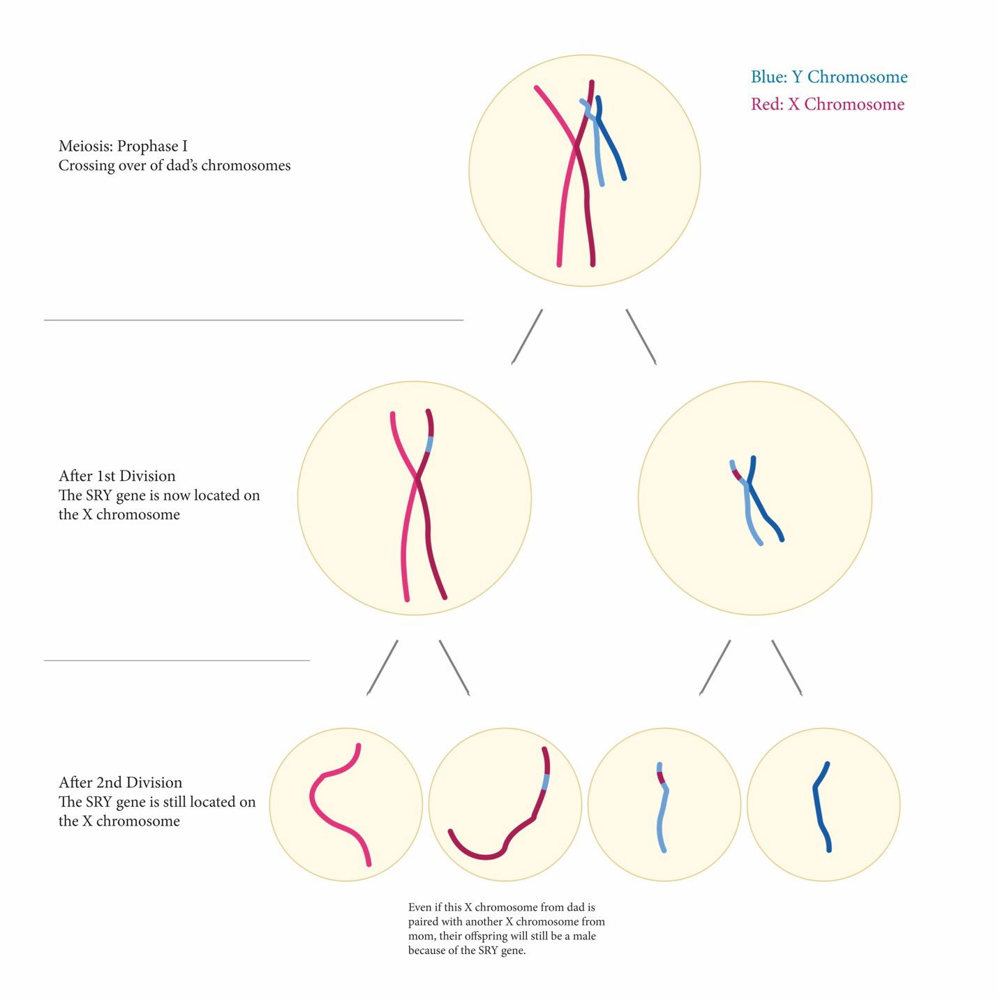 SRY gene translocation illustration