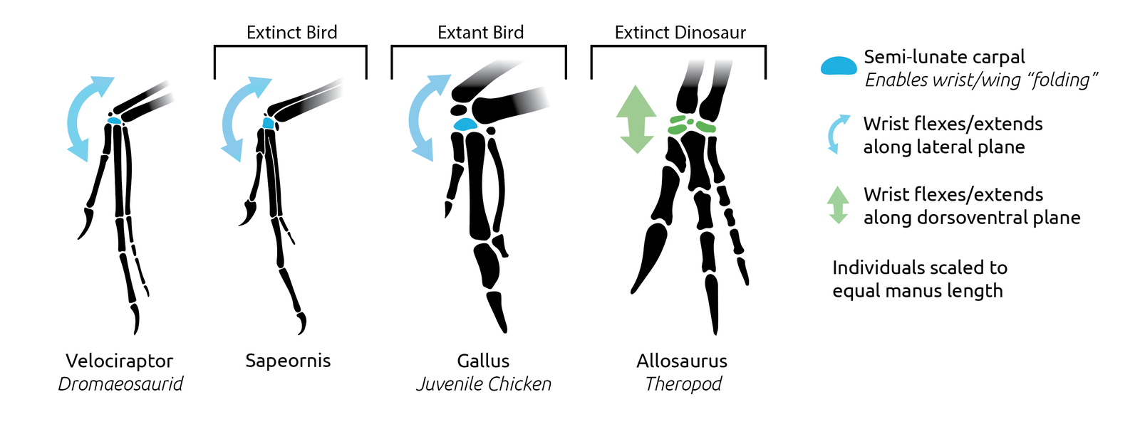 Velociraptor had a swivel wrist designed for wing folding just like birds today.