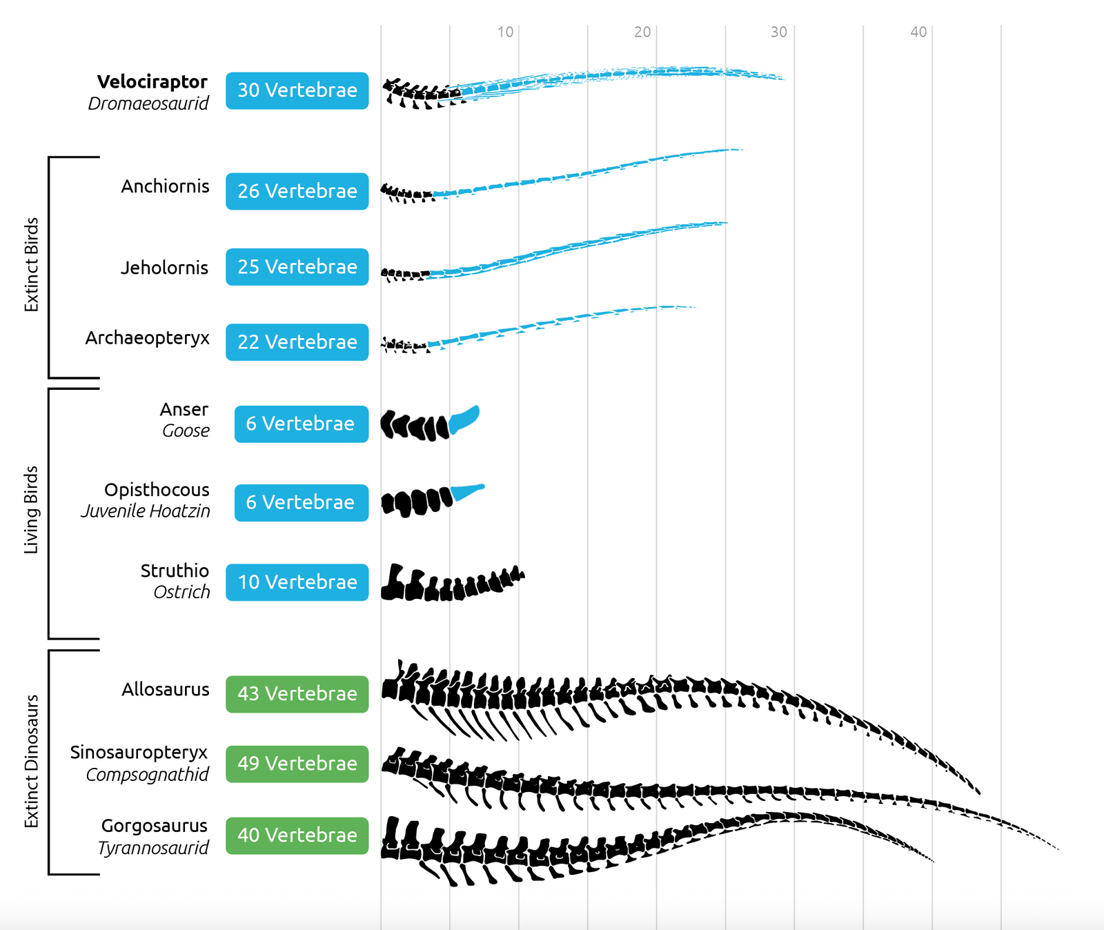 Velociraptor’s tail was an unfused pygostyle like many extinct birds.