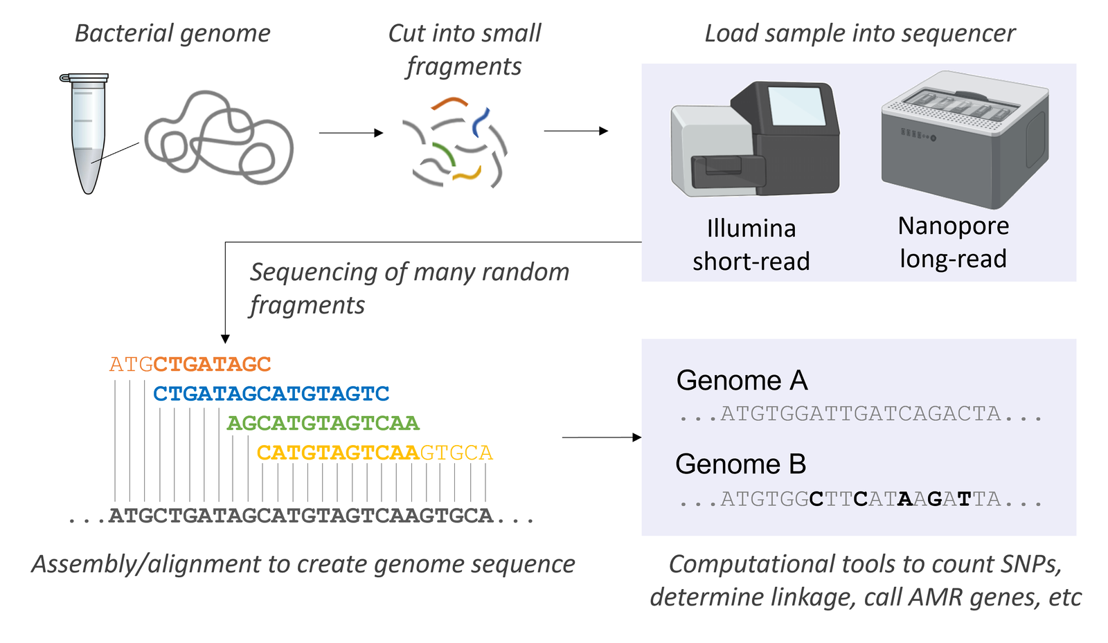 Illustration of steps used in genetic analysis process