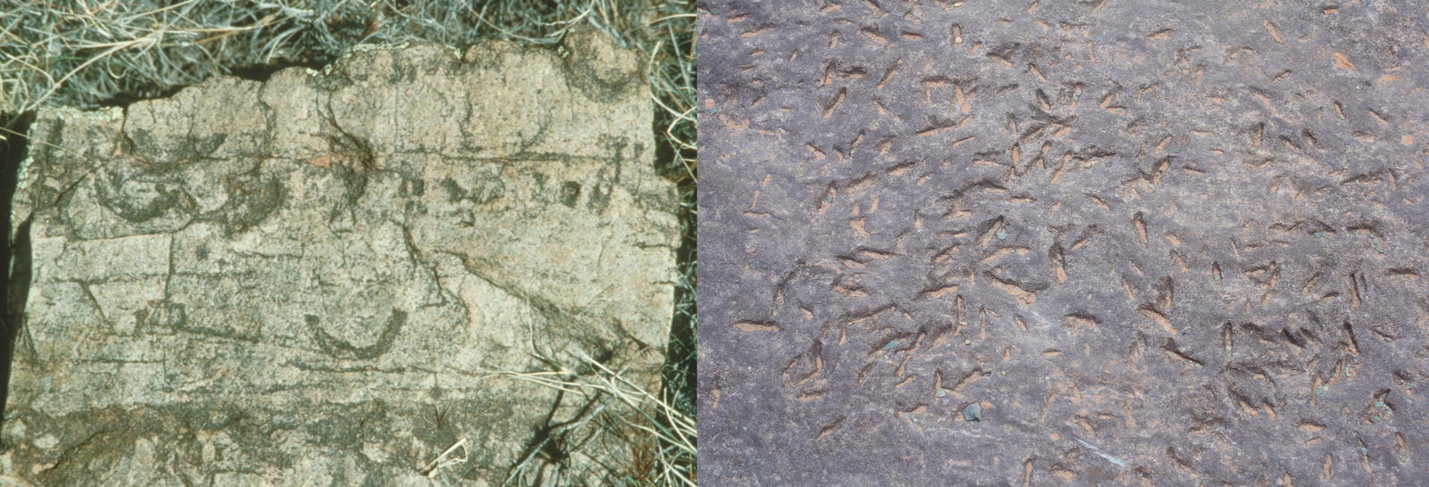 Figure 10 Examples of fossilized burrows