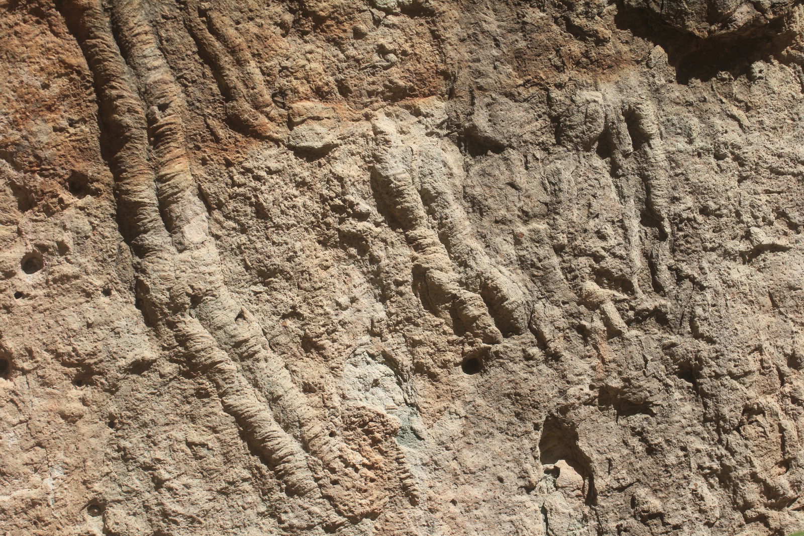 Figure 11 Fossilized trilobite traces
