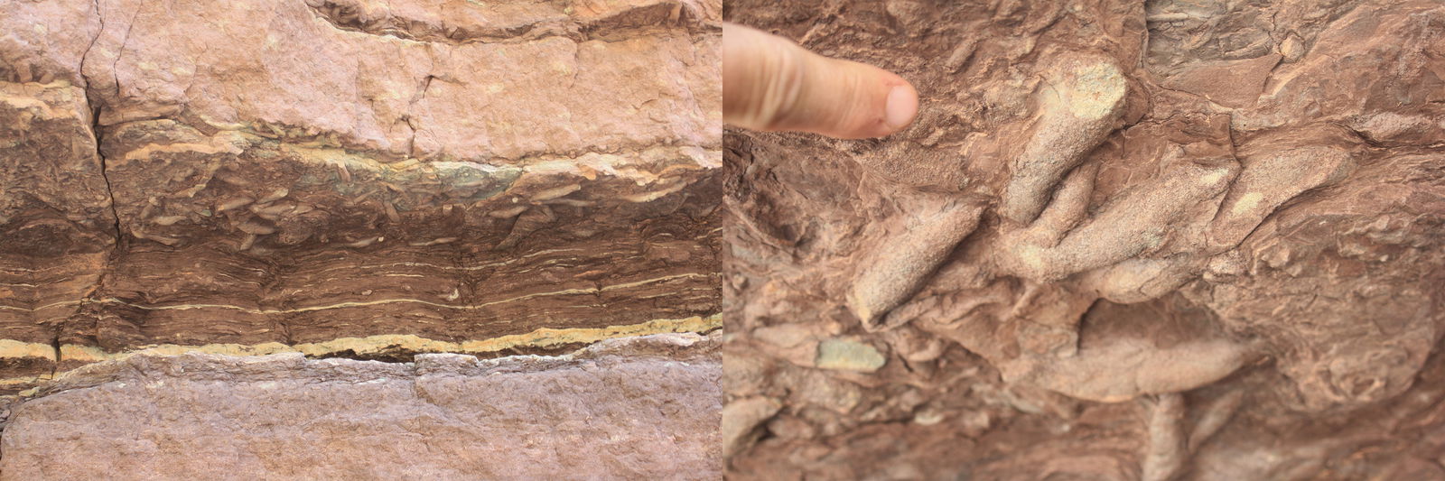 Figure 12 Examples of trace fossils