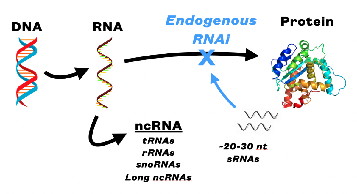 Central dogma