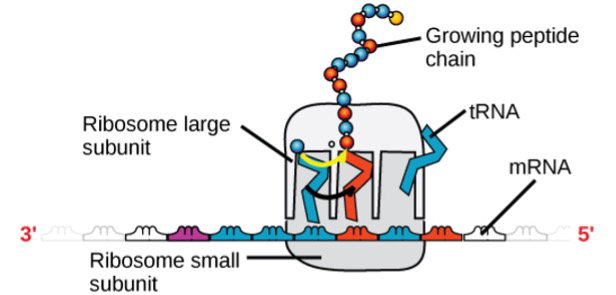 Ribosome