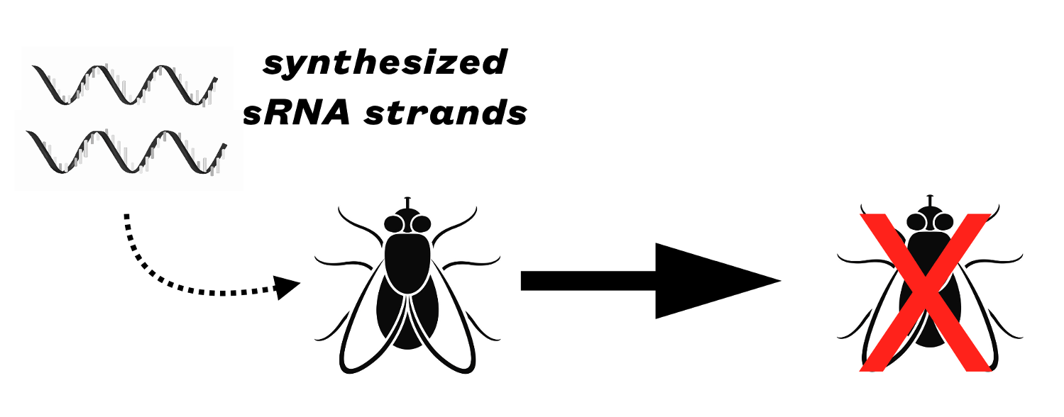 Simplified RNAi process