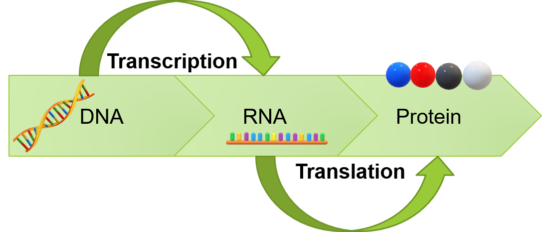 Transcription and Translation