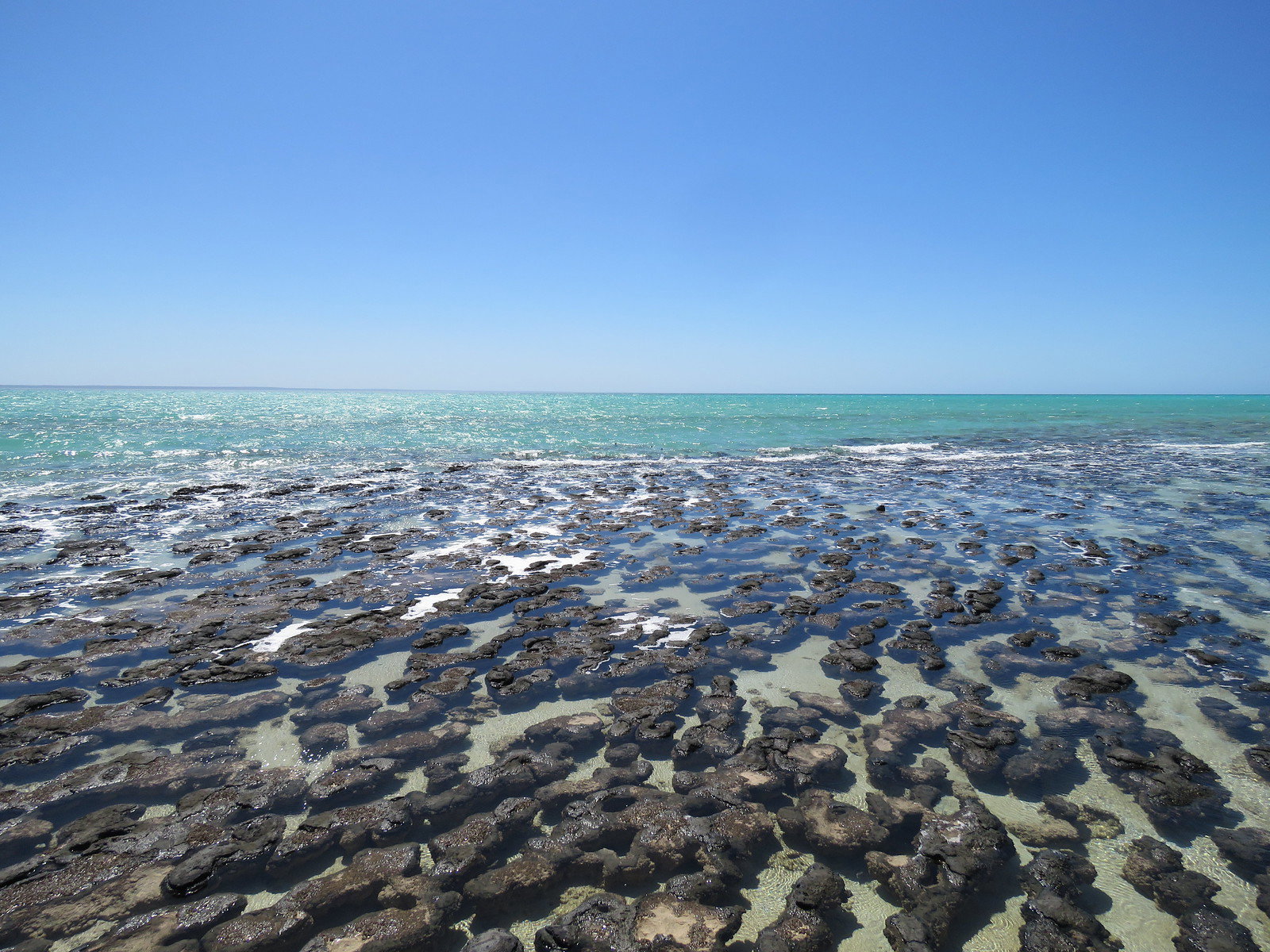 Stromatolites in pool of water