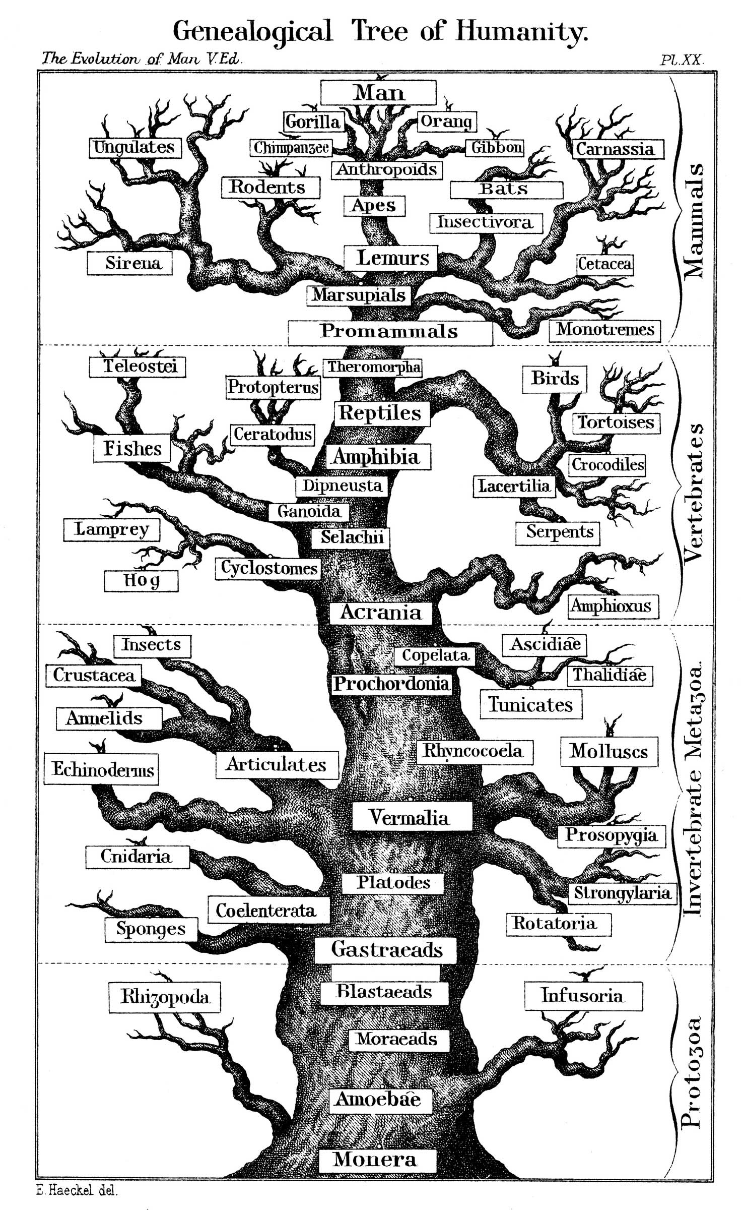 Evolutionary tree illustration