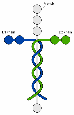 Science and the Bible - Laminin – Upward Focus