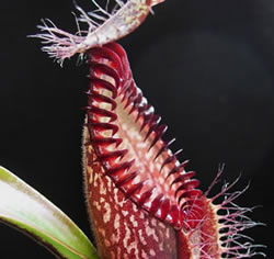 Nepenthes hamata