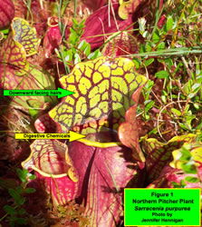 Northern Pitcher Plant