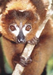 Red-Bellied Lemur