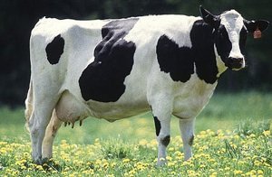 Friesian-Holstein